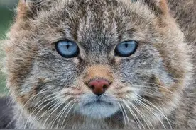 它世界 第413期 陕西最神秘野猫——荒漠猫 大家好 我是「高原喵星人」图片