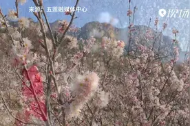 山东日照：花开遍满山 人在画中游视频封面