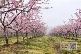 桃花开了！三湖万亩桃花等你来赏图片