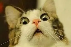 杭州惊现“四脚怪”？金色条纹、蓝尾巴……图片