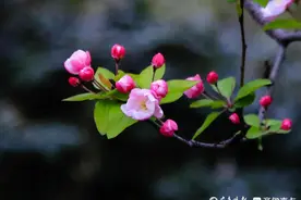 五龙潭公园含苞欲放的海棠花，娇艳欲滴图片