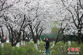 江苏南京玄武湖樱花盛开 美景醉人图片