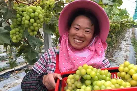 直播大湾区丨硕果累累！葡萄园里喜丰收 带富种植户视频封面