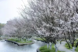 早春三月，兰溪兰湖已是樱花盛，白鹭飞图片