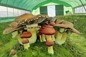 一窝一窝的，就在杭州！宛如童话的大球盖菇好吃又好玩，成采摘新团宠图片