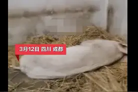 14岁的“猪坚强”已瘦骨嶙峋无法站立？饲养员：它每天能吃20斤图片