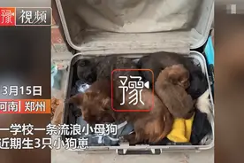 有爱！流浪狗高校产崽学生排队送温暖，网友：这个月子坐得舒服图片