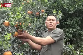 广西果农果商回应“泡药沃柑”事件：保鲜剂符合安全标准视频封面