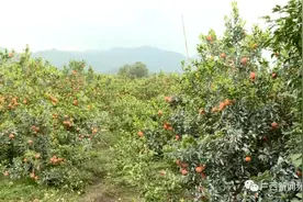 广西果农：咱们的沃柑没问题图片
