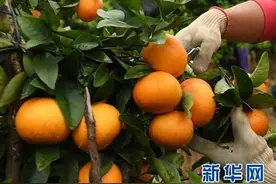 备受关注“沃柑”事件，给行业带来了什么启示？图片
