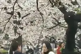 武大樱花季有游客摇落樱花摆拍，无视志愿者制止反“捉迷藏”视频封面
