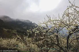 桃李满天下，春晖遍四方图片