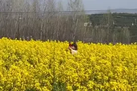 太过分了！游客践踏油菜花拍照还揪花当道具视频封面