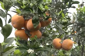 广西果农果商回应泡药沃柑事件：保鲜剂符合安全标准视频封面