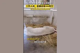 14岁的猪坚强已瘦骨嶙峋？饲养员回应：猪坚强身体健康，并没有特殊情况出现图片