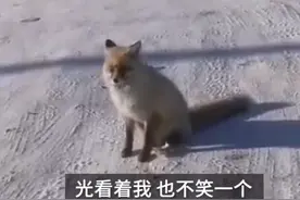 好聪明！新疆小狐狸一到饭点就进厂讨食，网友：原来狐狸也可以撸图片