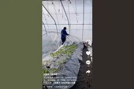 北大毕业生加拿大从零开始搭大棚种蔬菜 网友齐点赞图片