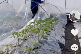 北大毕业生加拿大从零开始搭大棚种蔬菜 网友齐点赞图片