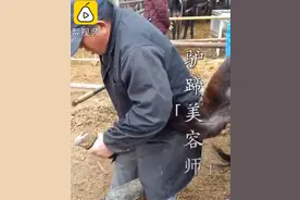 56岁大叔给驴做美甲40年，1头驴能赚40元！网友直呼“涨知识”图片