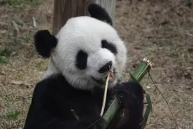 太萌了！美国孟菲斯动物园大熊猫津津有味啃竹子图片