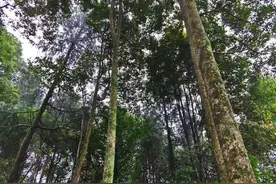 土家祖孙三代接力，守护湖北最大金丝楠林图片