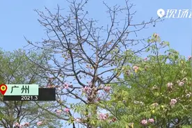 鲜见！广州金黄色木棉花惊艳绽放视频封面