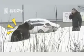俄罗斯一头熊追咬主人横穿马路 险被公交撞翻图片