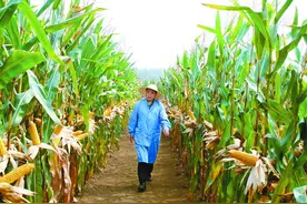 玉米“团长”赵久然：别人留洋他下乡，万里挑一育良种图片