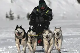 俄罗斯举行狗拉雪橇比赛 汪星人雪地狂奔奋勇争先图片