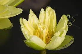 海南琼海：春分时节莲花俏图片