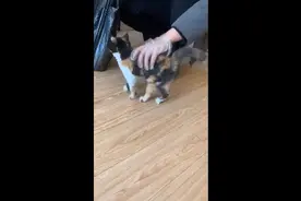 “上门喂猫”“云监督”，中国年轻人线上交易新“商品”图片