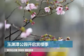 玉渊潭公园开启赏樱季视频封面