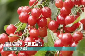 樱桃成熟季 采摘正当时视频封面