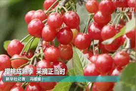 樱桃成熟季 采摘正当时视频封面