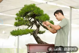 被偷8盆盆景价值22万！杭州一姑娘快气哭了：不要这么欺负手艺人图片