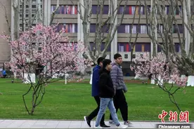 春花盛放季：南京高校隐藏“樱花教室”红了图片
