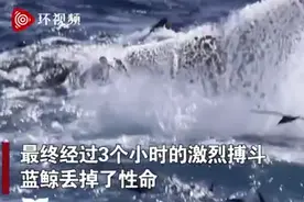 15米长蓝鲸被75只虎鲸吃掉，激烈搏斗3小时，场面震撼图片