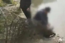 乐山一男子对它下手，涉嫌犯罪将移交检察院审查起诉图片