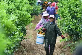 “泡药沃柑”引争议 你真的了解沃柑保鲜吗？图片