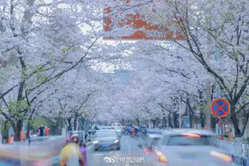 南京鸡鸣寺樱花盛放图片