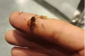 网红奶茶店又出事：顾客喝出一厘米长的黑虫图片