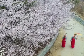 相约十里樱花长廊！邹平樱花山万株樱花绽放迎客图片
