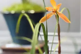 圆桌｜“兰蕙风雅”：走近高洁幽隐，也是走进文人审美图片