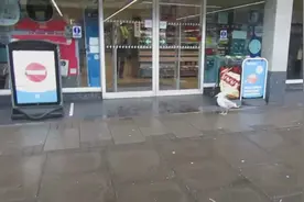 英国一只海鸥大摇大摆走进一家便利店偷走一袋零食图片