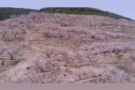 79秒｜阳春三月杏花开 新泰“油杏第一村”花开满谷惹人醉视频封面