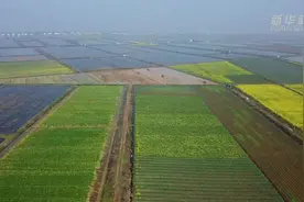 云游·湖南汨罗：油菜田里春耕忙视频封面