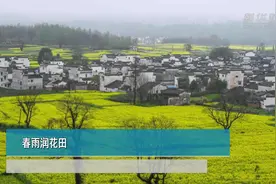 春雨润花田视频封面