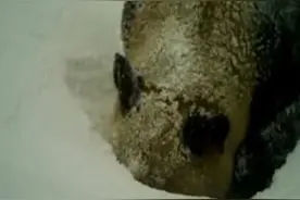 熊猫喝醉见过没？野生大熊猫雪地喝水喝到醉氧犯困图片