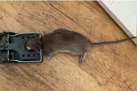 英国一地现大量巨鼠 比吉娃娃犬还大图片