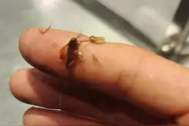 奶茶店1点点又出事！顾客喝出黑虫，当场呕吐不止图片